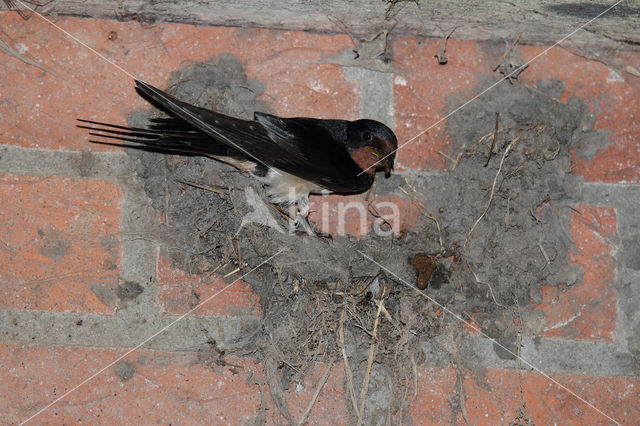 Boerenzwaluw (Hirundo rustica)