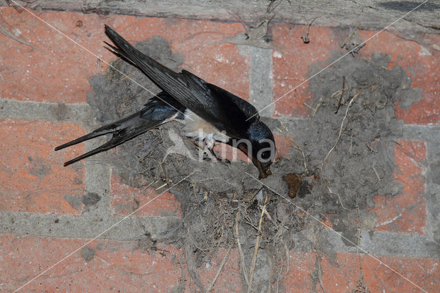 Barn Swallow (Hirundo rustica)