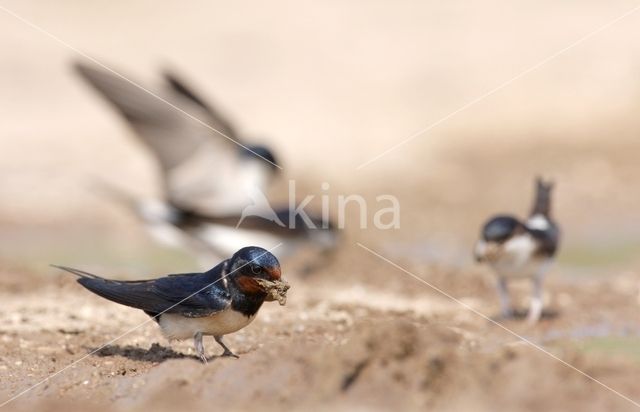 Boerenzwaluw (Hirundo rustica)