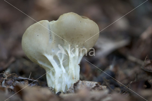 Vinegar cup (Helvella acetabulum)