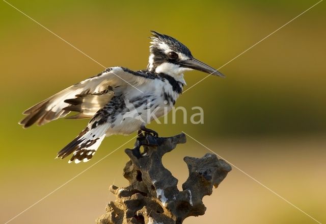 Bonte IJsvogel (Ceryle rudis)