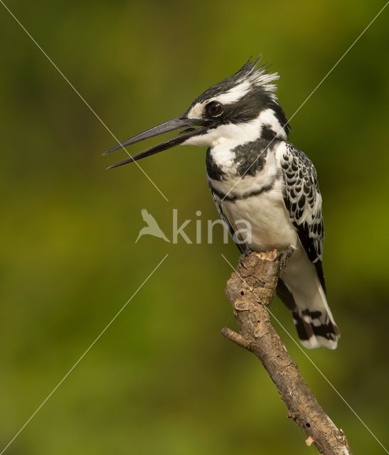 Pied kingfisher (Ceryle rudis)