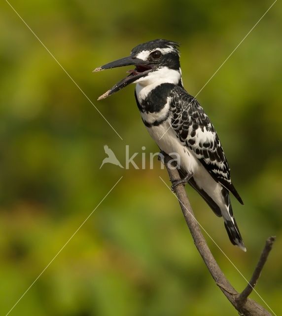 Bonte IJsvogel (Ceryle rudis)