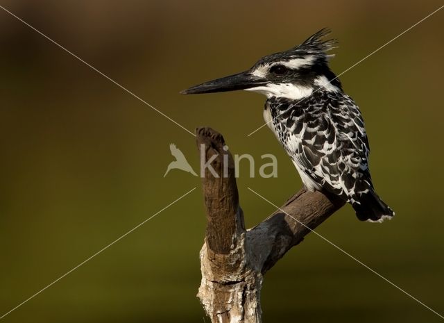 Bonte IJsvogel (Ceryle rudis)