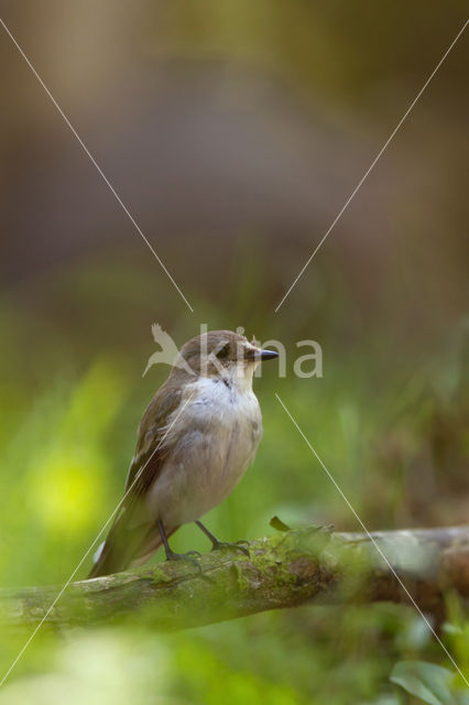 European Pied Flycatcher (Ficedula hypoleuca)