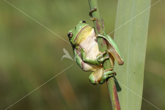 Tree frog (Hyla sp.)