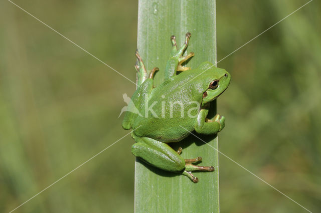 Boomkikker (Hyla sp.)