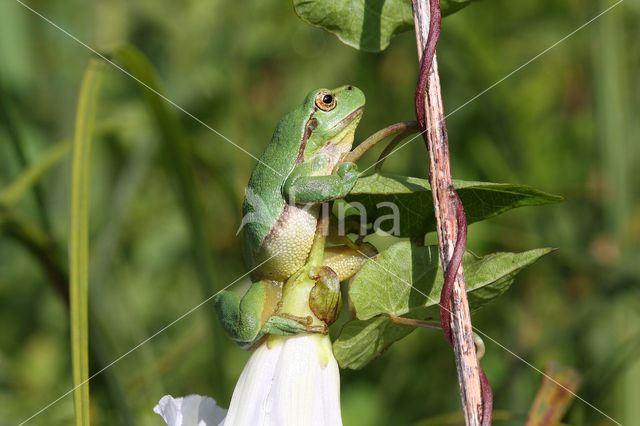 Tree frog (Hyla sp.)