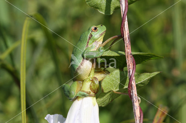 Boomkikker (Hyla sp.)