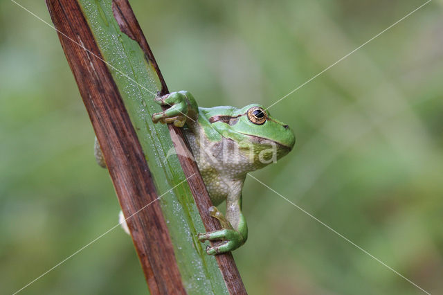 Tree frog (Hyla sp.)