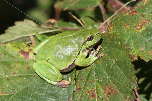 Tree frog (Hyla sp.)