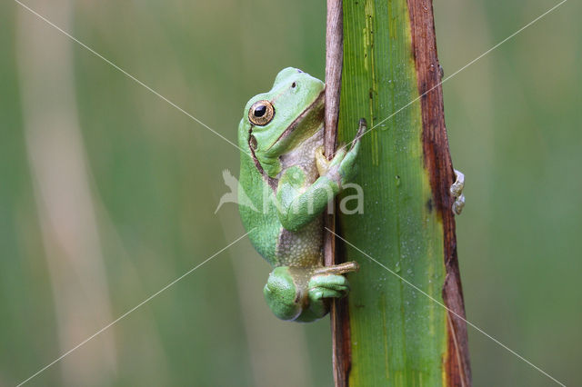 Tree frog (Hyla sp.)