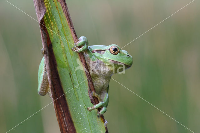 Tree frog (Hyla sp.)