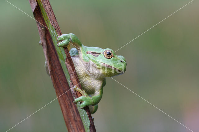 Tree frog (Hyla sp.)