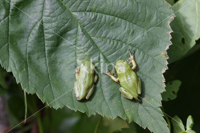 Tree frog (Hyla sp.)