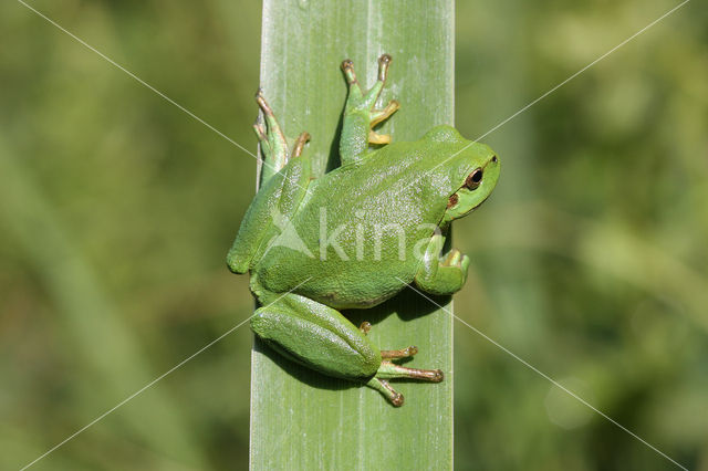 Tree frog (Hyla sp.)