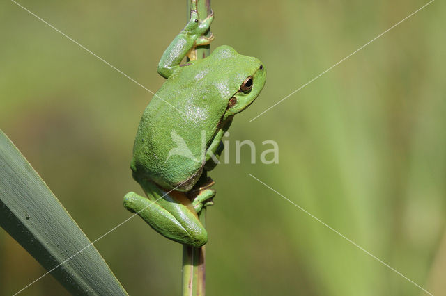 Tree frog (Hyla sp.)