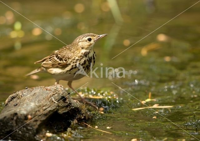 Tree Pipit (Anthus trivialis)