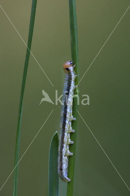 Slender Brindle (Apamea scolopacina)