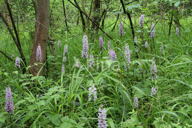 Common Spotted Orchid (Dactylorhiza maculata subsp. fuchsii)