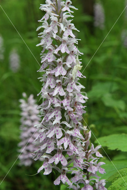 Common Spotted Orchid (Dactylorhiza maculata subsp. fuchsii)