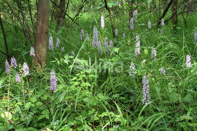 Bosorchis (Dactylorhiza maculata subsp. fuchsii)