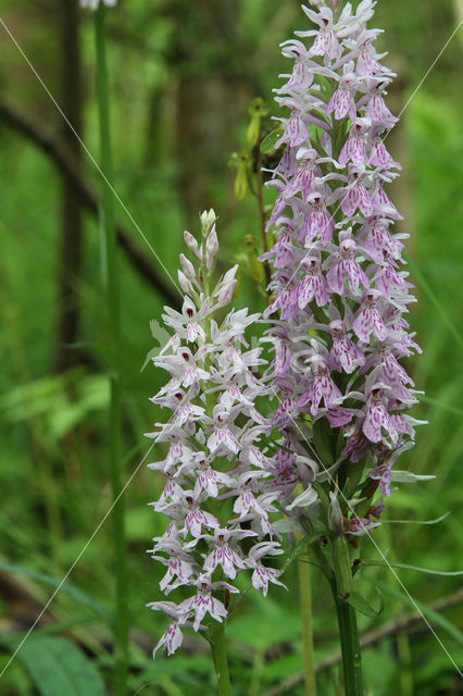 Common Spotted Orchid (Dactylorhiza maculata subsp. fuchsii)
