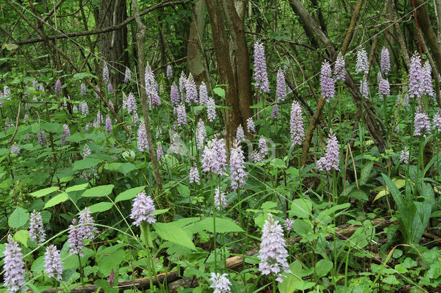 Common Spotted Orchid (Dactylorhiza maculata subsp. fuchsii)