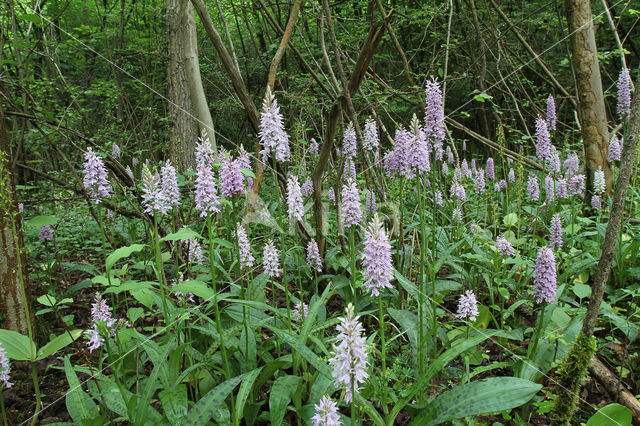 Bosorchis (Dactylorhiza maculata subsp. fuchsii)