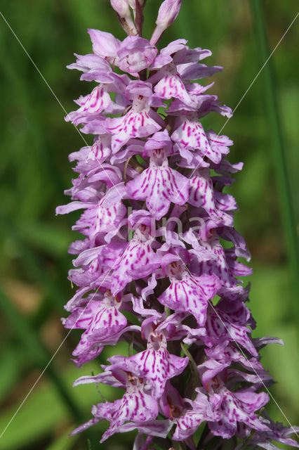 Bosorchis (Dactylorhiza maculata subsp. fuchsii)