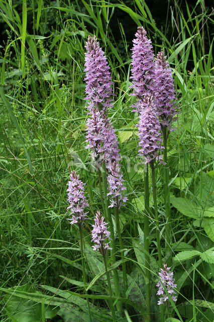 Common Spotted Orchid (Dactylorhiza maculata subsp. fuchsii)