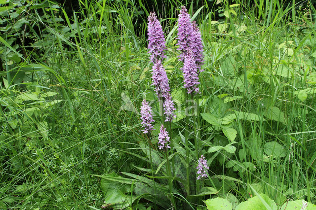 Common Spotted Orchid (Dactylorhiza maculata subsp. fuchsii)