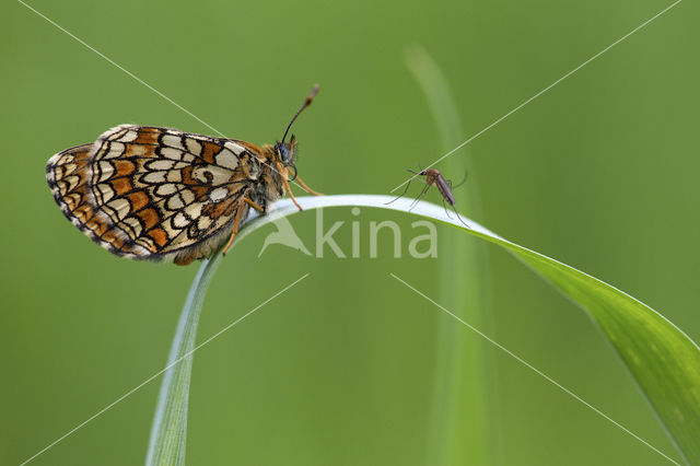 Bosparelmoervlinder (Melitaea athalia)