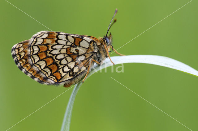 Heath Fritillary (Melitaea athalia)