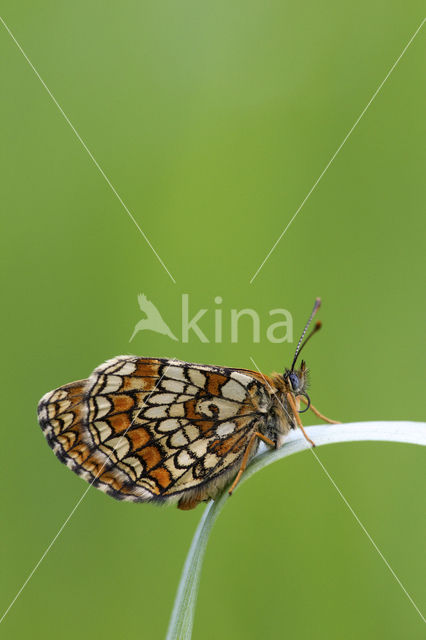 Bosparelmoervlinder (Melitaea athalia)