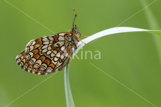 Heath Fritillary (Melitaea athalia)