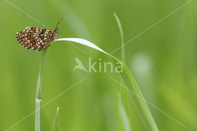 Heath Fritillary (Melitaea athalia)