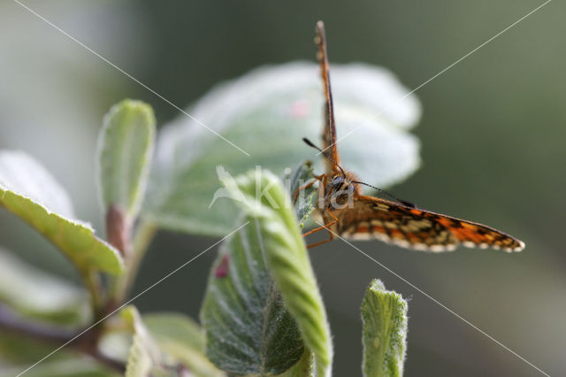 Bosparelmoervlinder (Melitaea athalia)