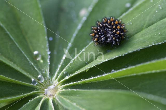 Heath Fritillary (Melitaea athalia)