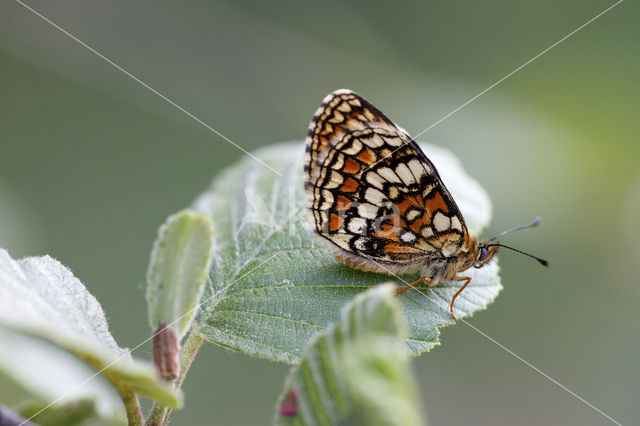 Heath Fritillary (Melitaea athalia)