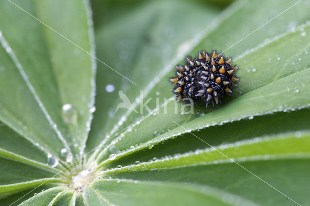 Bosparelmoervlinder (Melitaea athalia)