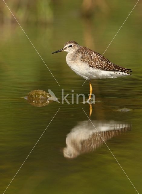 Wood Sandpiper (Tringa glareola)