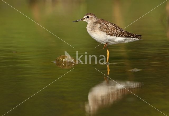 Wood Sandpiper (Tringa glareola)