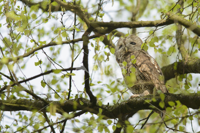 Bosuil (Strix aluco)