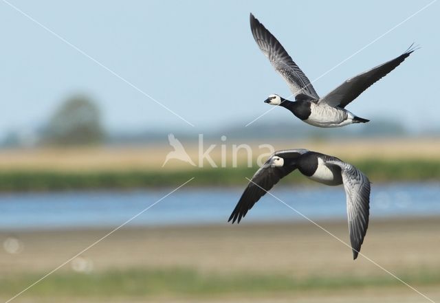 Brandgans (Branta leucopsis)