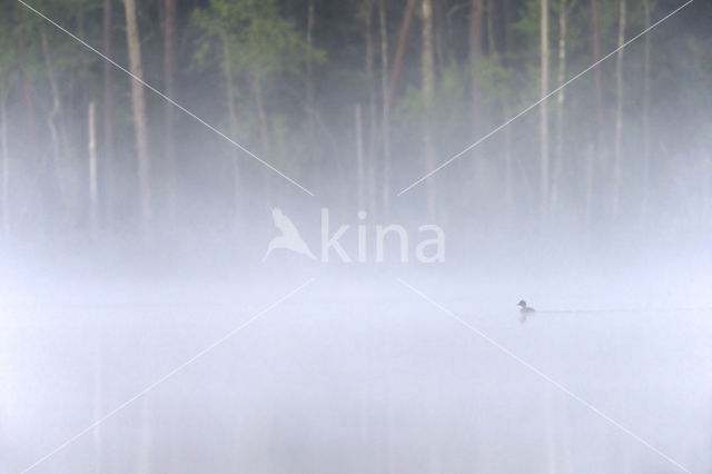 Common Goldeneye (Bucephala clangula)