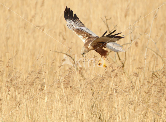 Marsh Harrier (Circus aeruginosus)