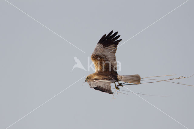 Bruine Kiekendief (Circus aeruginosus)