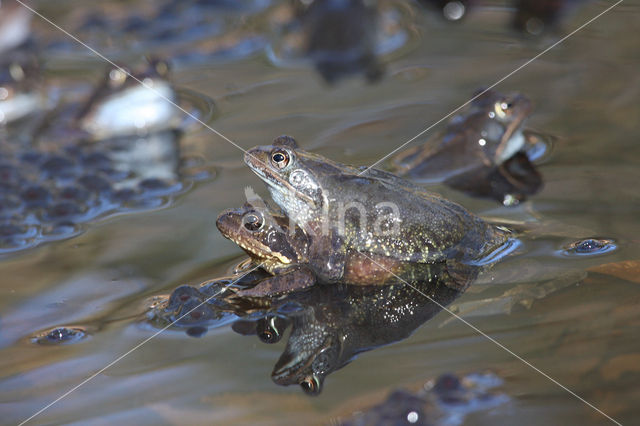 Common Frog (Rana temporaria)