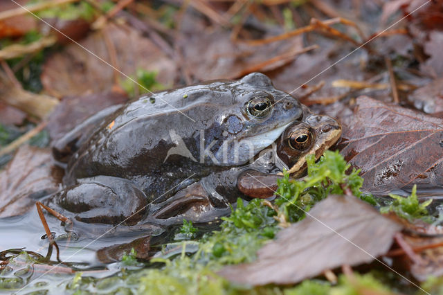 Common Frog (Rana temporaria)